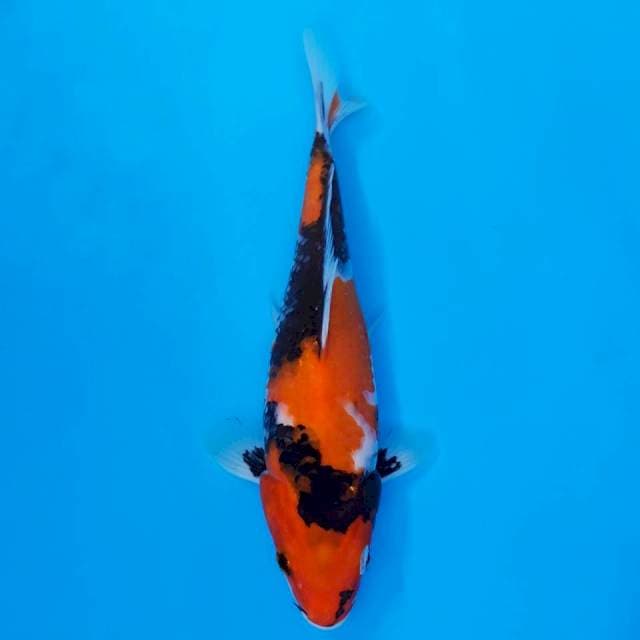 Showa cantik