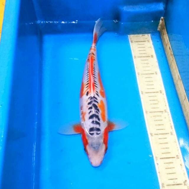 Hana shusui motoaka 36cm