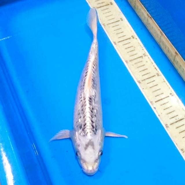 Matsuba ginrin 35bu