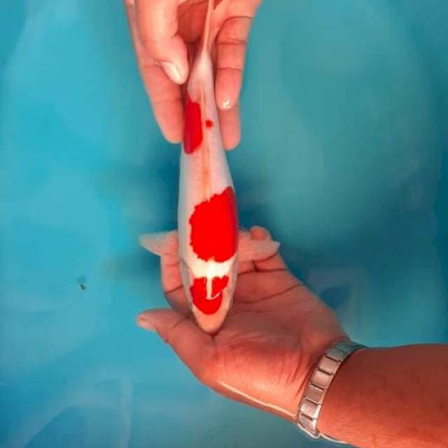 Kohaku