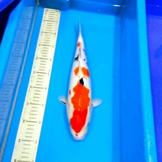 Sanke 40cm
