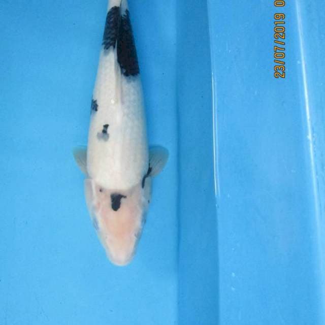 Super white- Shiro fimale