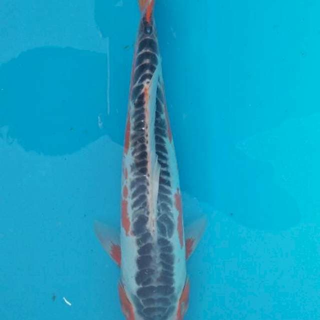 SHUSUI Cantik F1 36 Cm