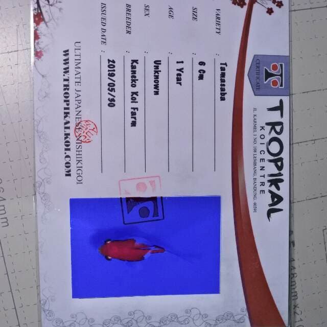 Tamasaba (Kaneko) 6cm. Impor dan sertifikat