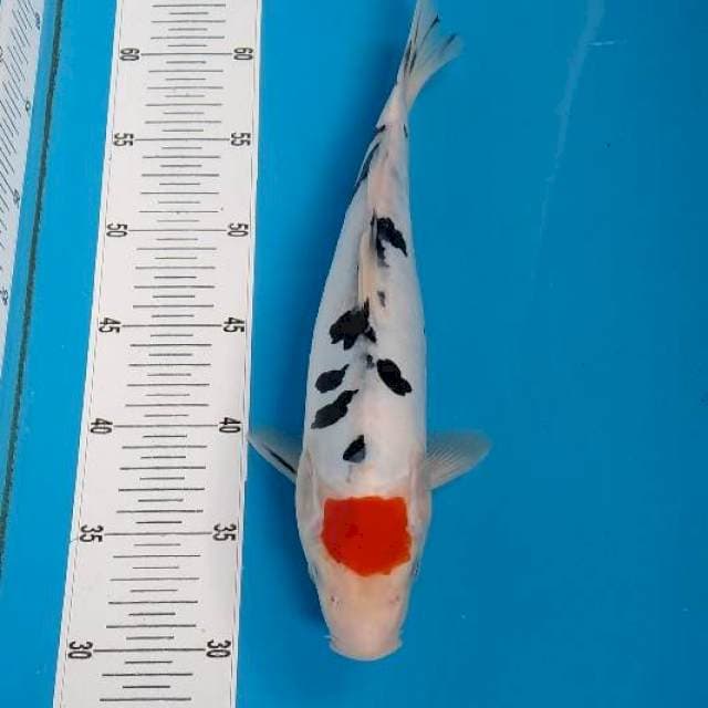 BKS ( TANCHO SANKE 33 CM )