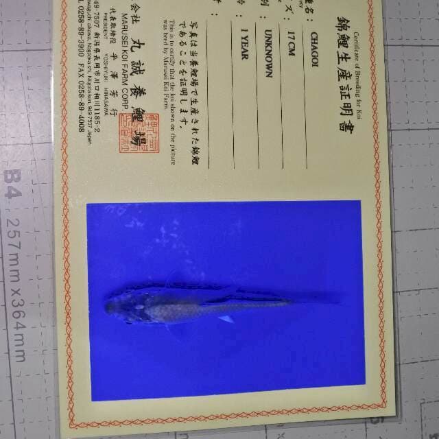 Chagoi (Marusei) 17cm. Impor dan sertifikat