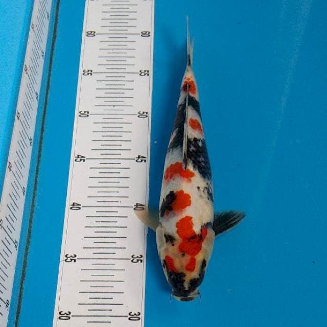 BKS ( SHOWA 27 CM )