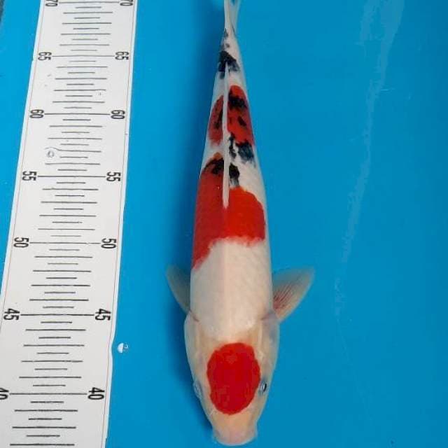 BKS ( DOL BANG SANKE 34 CM )