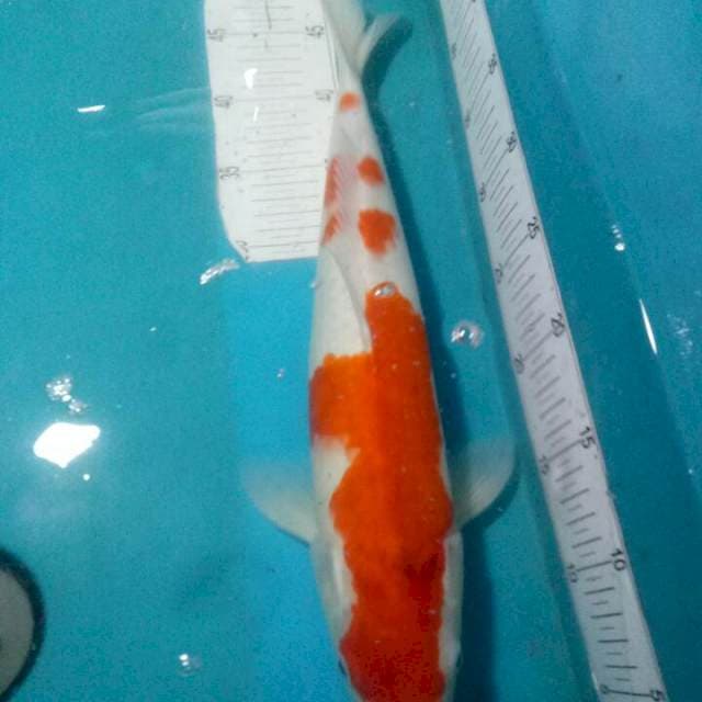 KOHAKU..44CM Juoss..