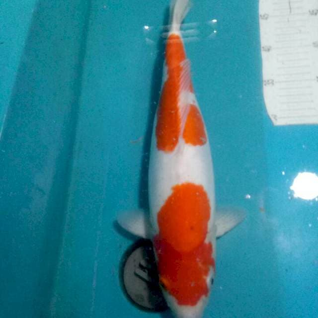 KOHAKU..DOITSU MURNI.SIAP PIJAH..