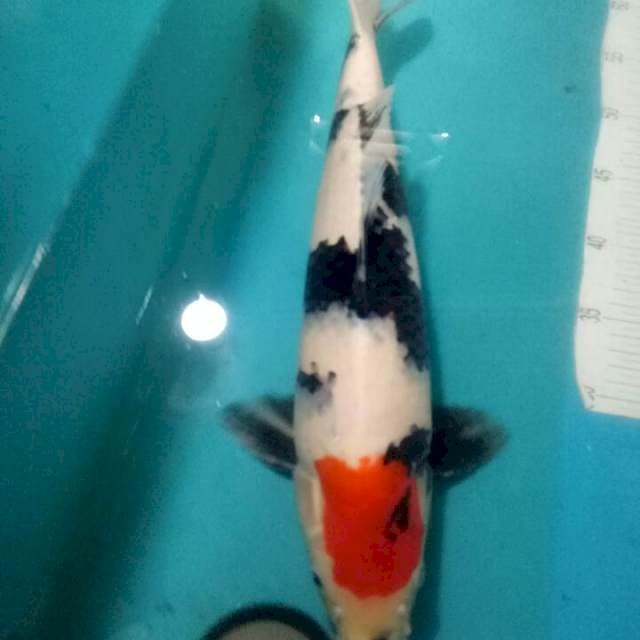 TANCHO SHOWA..44CM MANTAAB GAN..