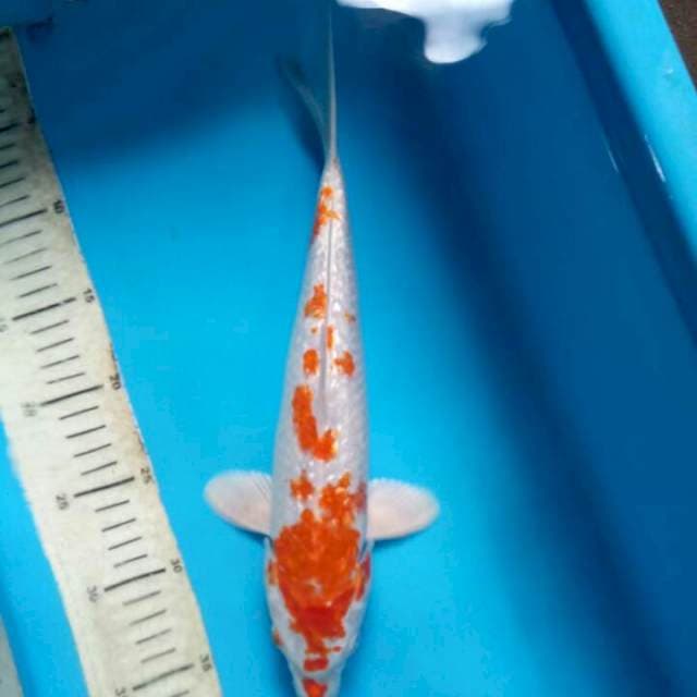 Hariwake 34cm