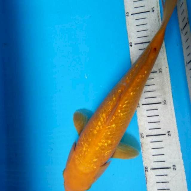 Karasi ginrin 34cm