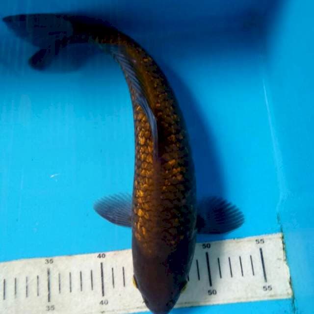 Kinginrin full 37 cm