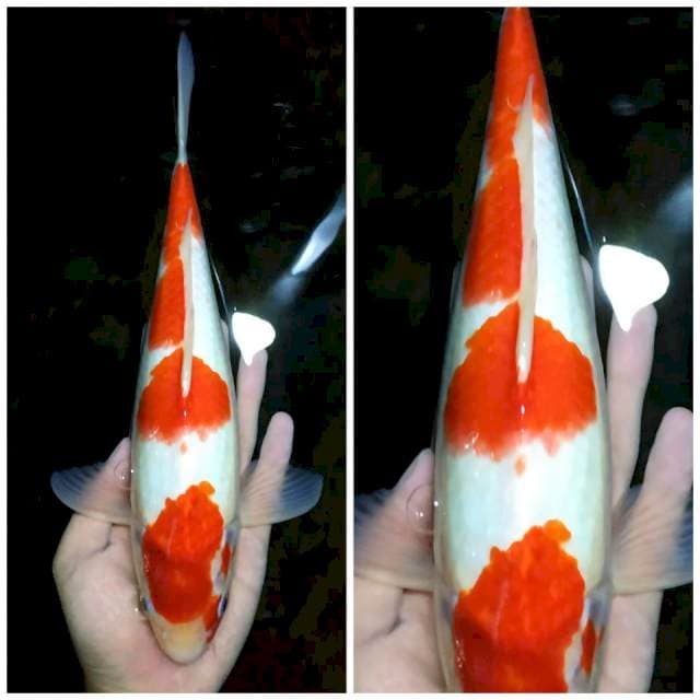 Kohaku strong 32 cm
