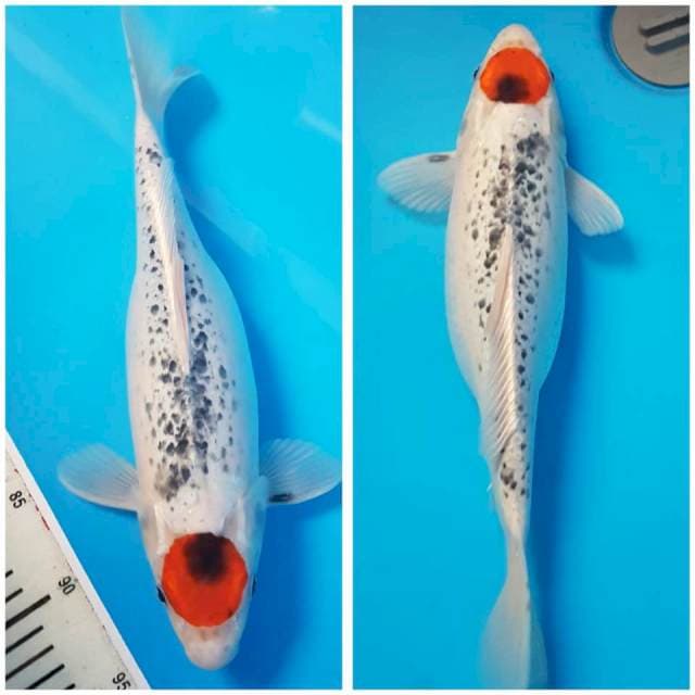 TANCO GOSHIKI 36cm FEMALE