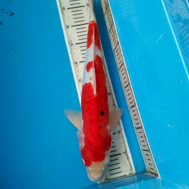 Sanke doit 50cm