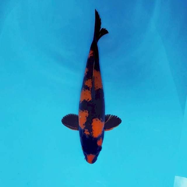 HI UTSURI ®