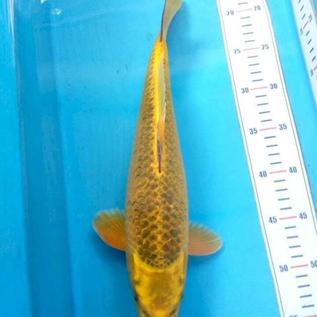 KIN MATSUBA 38cm
