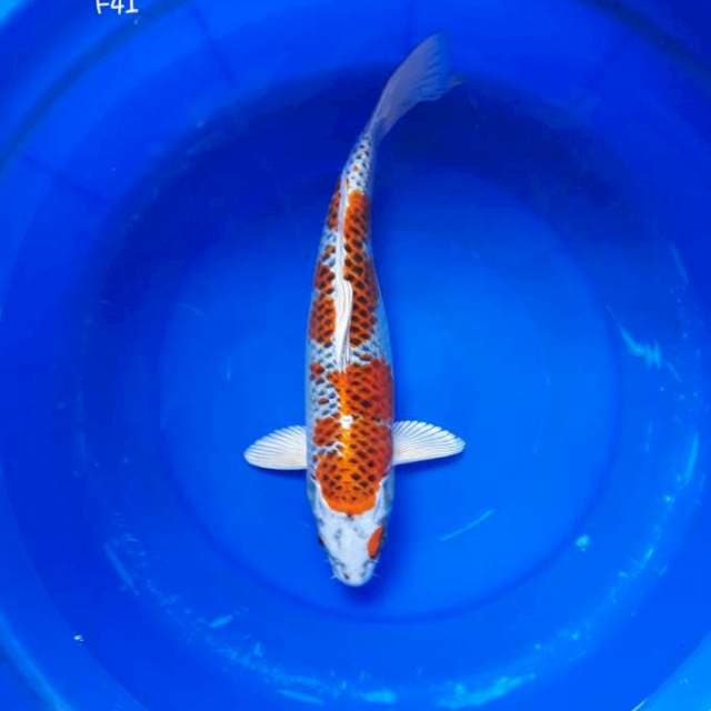 Kujaku Bakat Jumbo