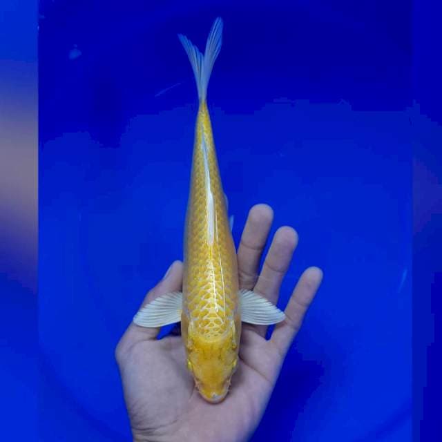 Yamabuki 23cm