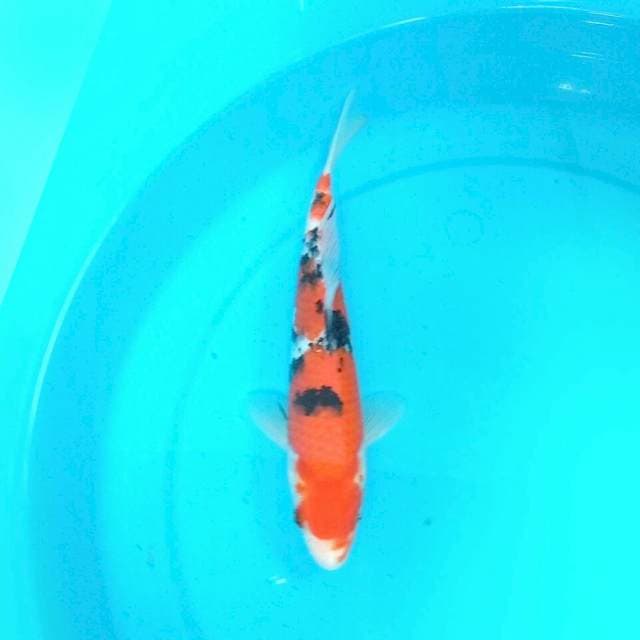 26cm SANKE