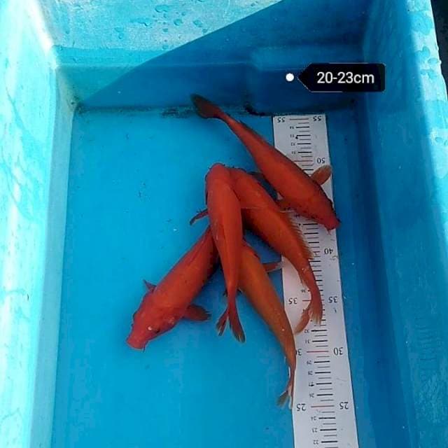 Benigoi red