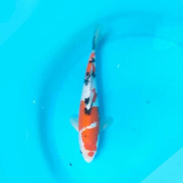 25cm SANKE
