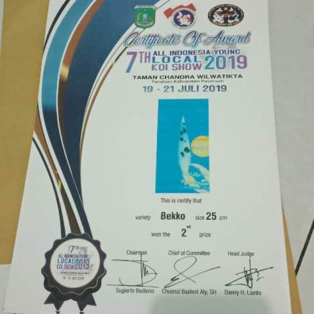 Beko juara 2 all indo pandaan 2019