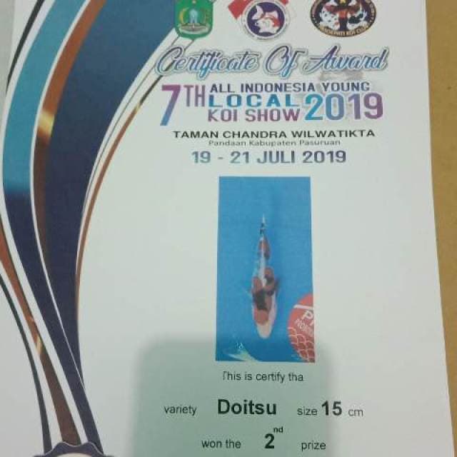 Doitsu josss juara 2