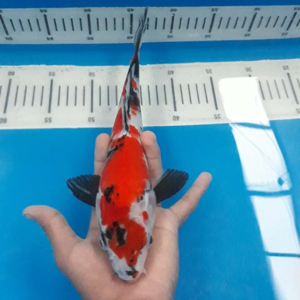 SHOWA 3 (25cm)