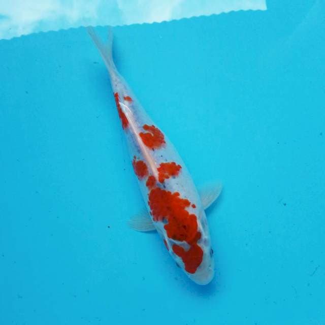 3. Sakura GOSHIKI #27CM