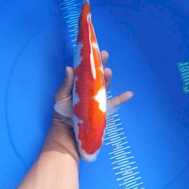 Kohaku bakat jumbo