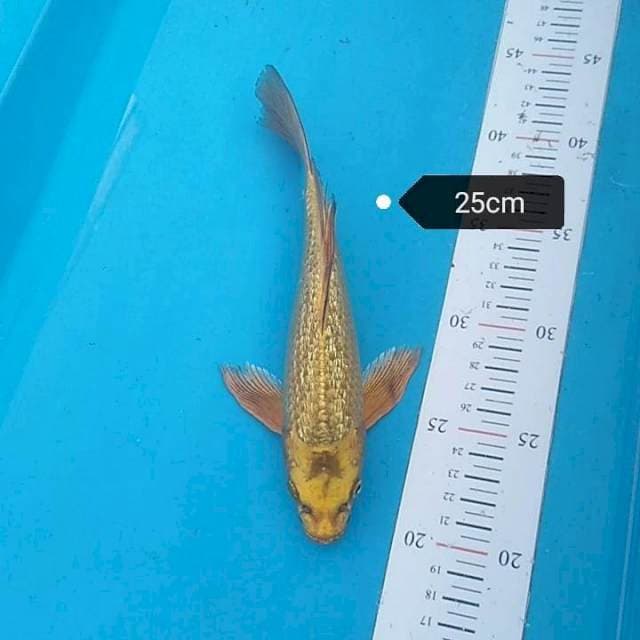 Kumpay kawari ginrin