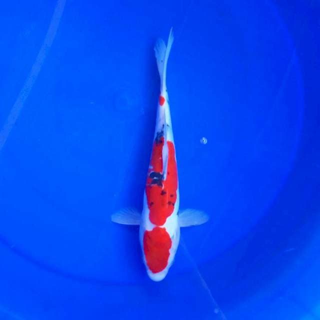 IV. Maruten sanke doitsu || 27 cm