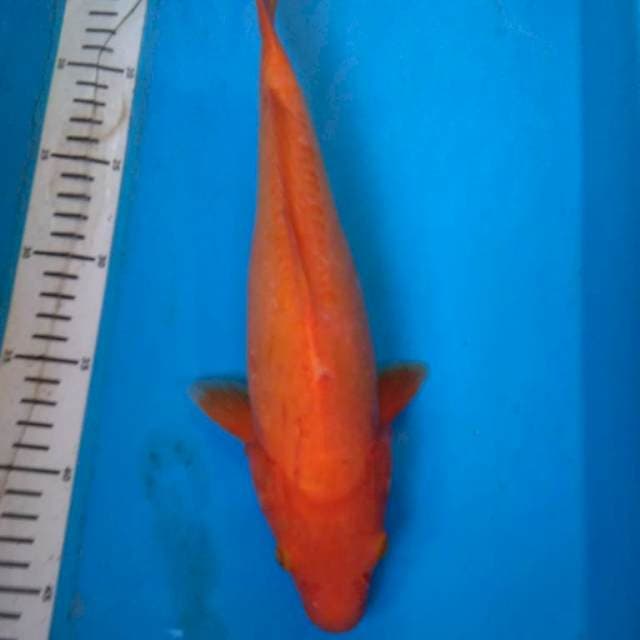BENIGOI DOITSU 33 cm