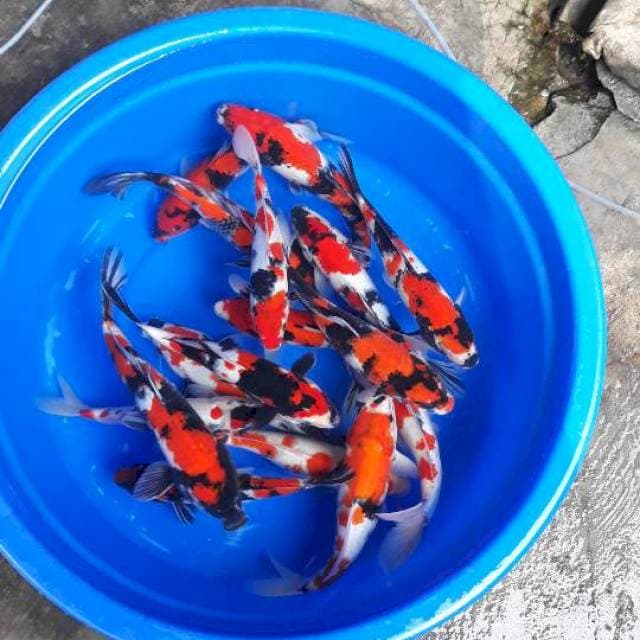 MIX SHOWA MERAH