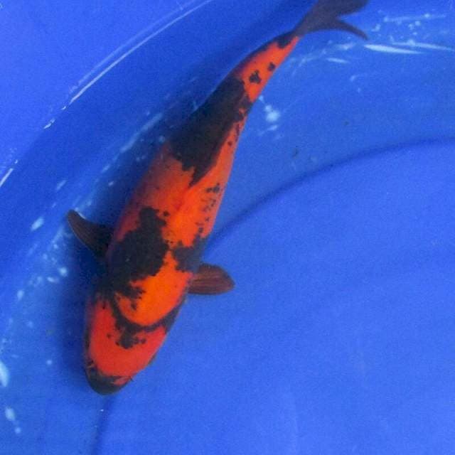 Doitsu murni utsuri ±26cm