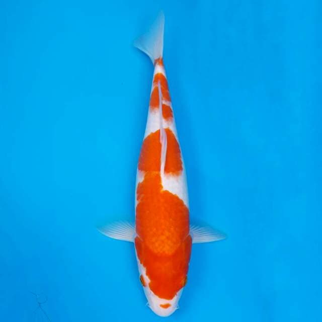 Kohaku jumbo