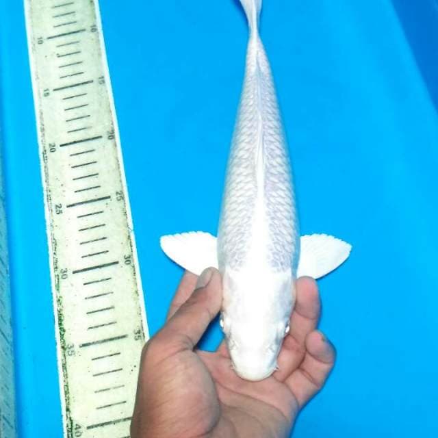 Super white platinum