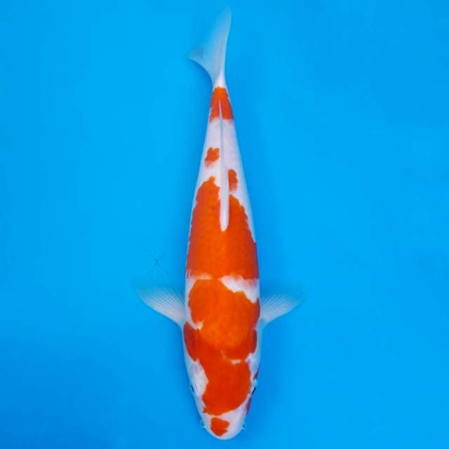 Kucibeni kohaku