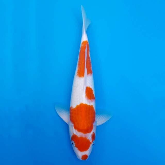Kucibeni kohaku