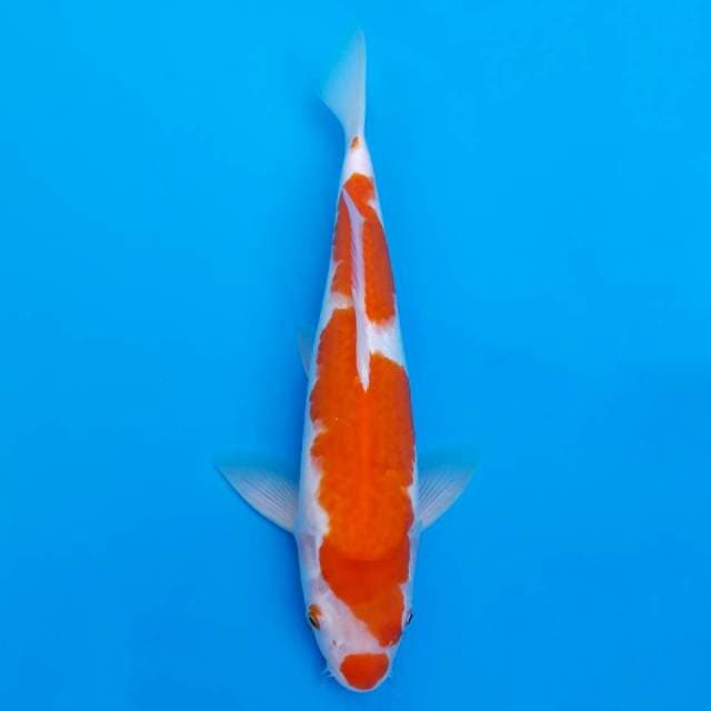 Kucibeni manis