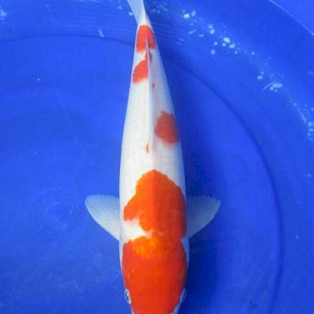Kohaku ±40cm