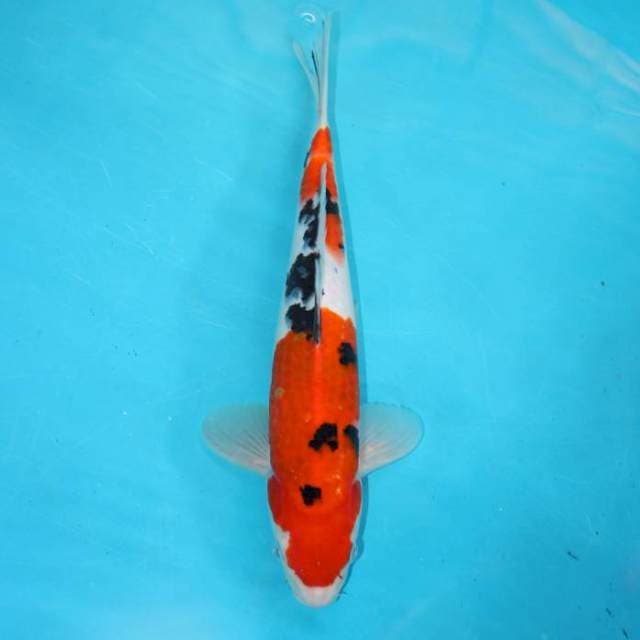 SANKE 30 CM