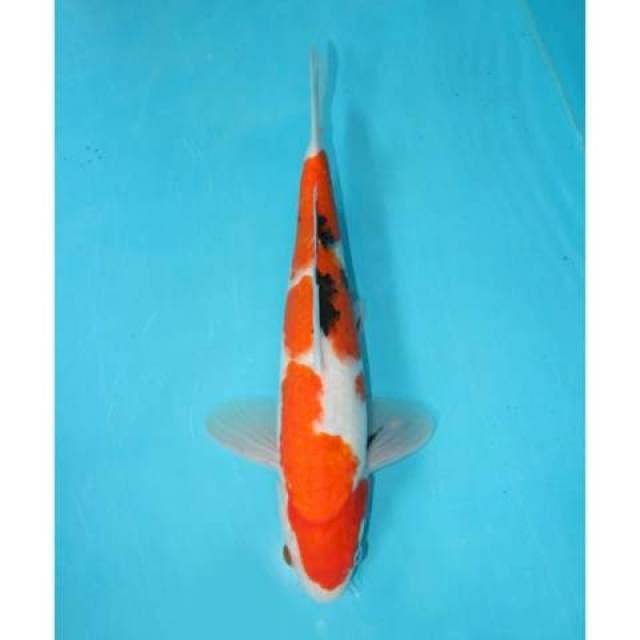 SANKE 29 CM