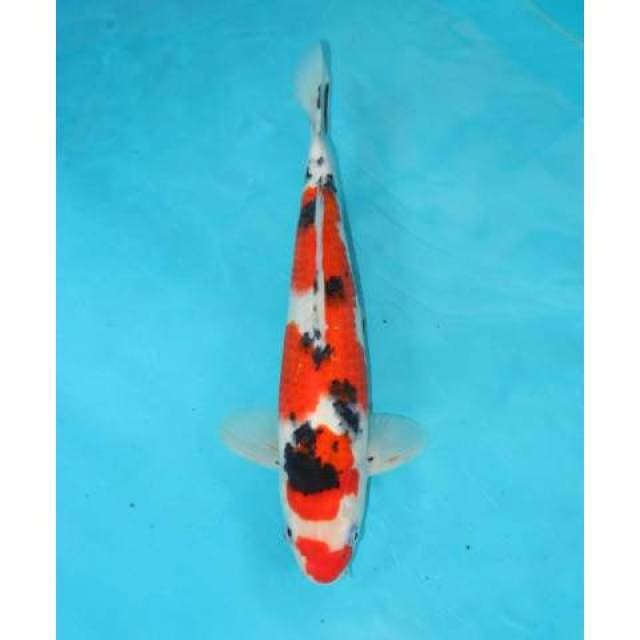 SANKE 29 CM