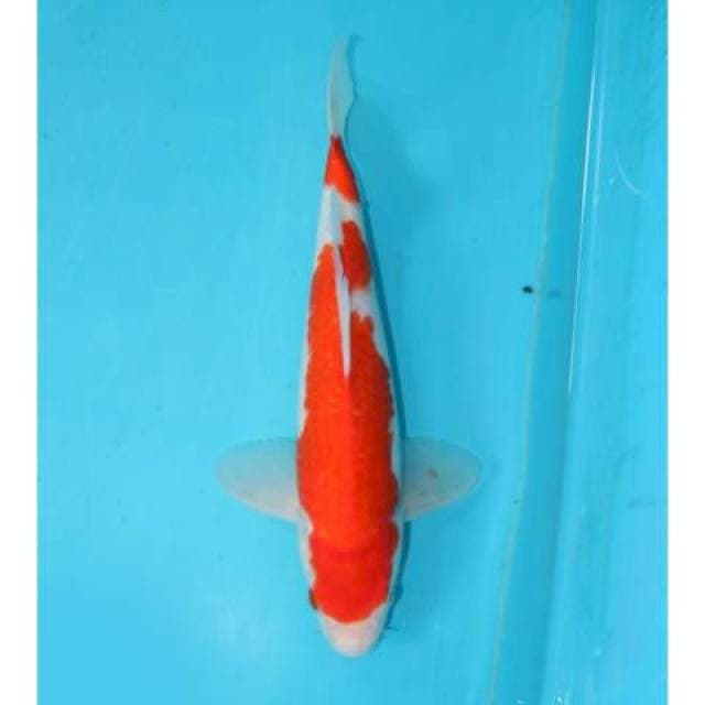 KOHAKU 29 CM