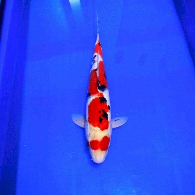 Sanke yondan merah pekat 35cm