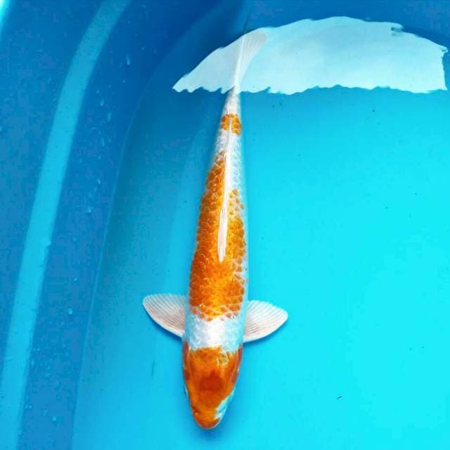Maruten hariwake*38cm